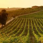 15 лучших итальянских виноградников, которые стоит посетить