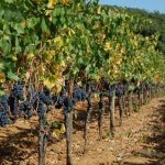 Villa Emo Capodilista — Вкусы/Вино по законам Слоуфуд: По словам Роберта Паркера вино Ка’ Эмо является одним из лучших вин в мире.